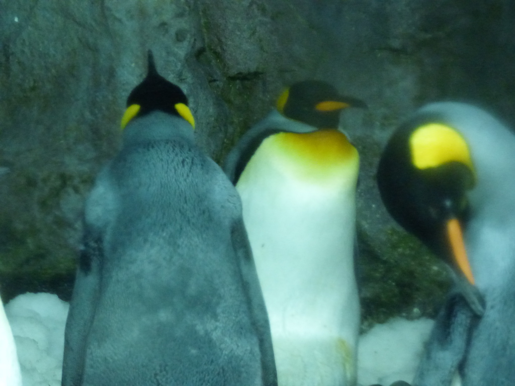 three penguins suffering in heat